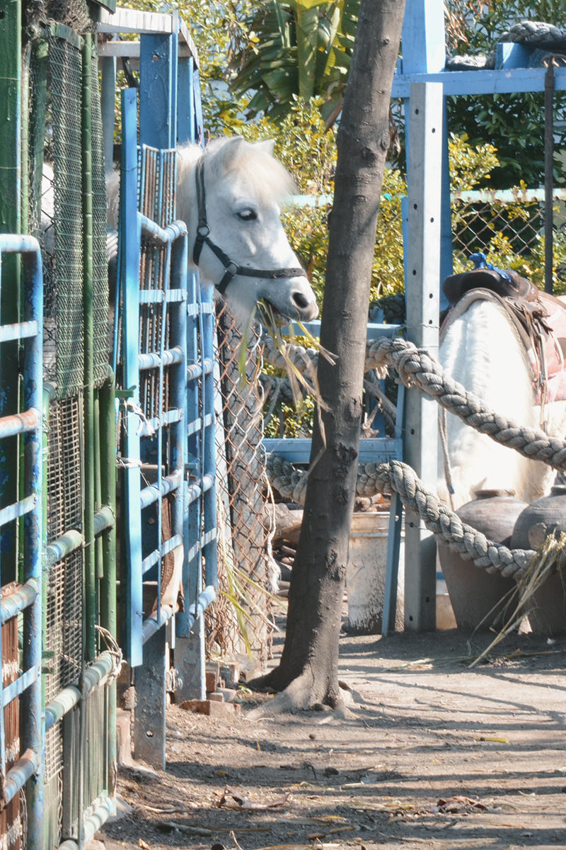 彰化線西景點 ▏白馬的家-騎白馬、希臘地中海建築,猶如漫步在希臘小國度 - 第5張圖
