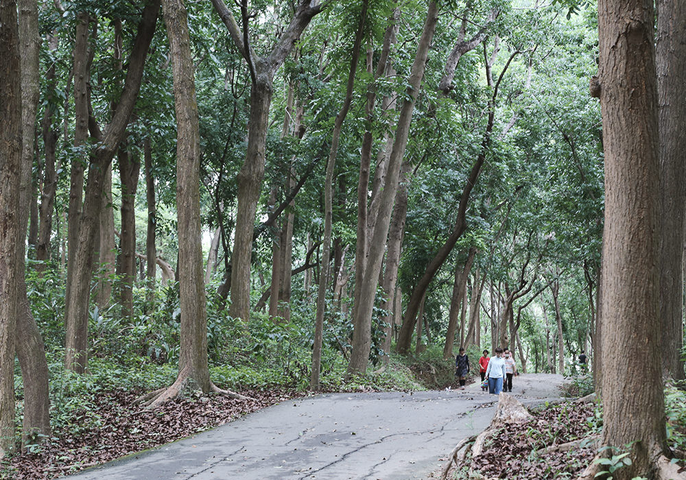 台南官田景點|川文山森林生態保育農場,森林系秘境小陽明山,夏天避暑勝地 - 第9張圖