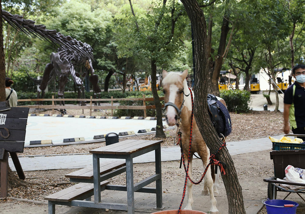 台南新市景點|樹谷農場,餵小動物、騎馬,小孩最愛的恐龍主題景點,銅板價入園 - 第12張圖