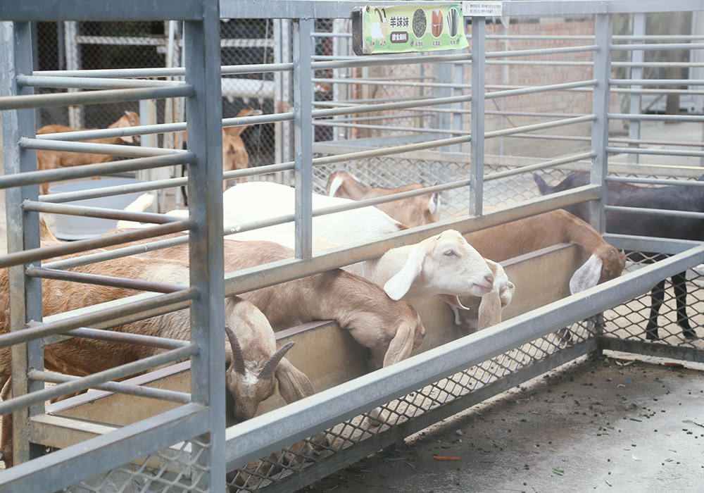 台南新市景點|樹谷農場,餵小動物、騎馬,小孩最愛的恐龍主題景點,銅板價入園 - 第21張圖