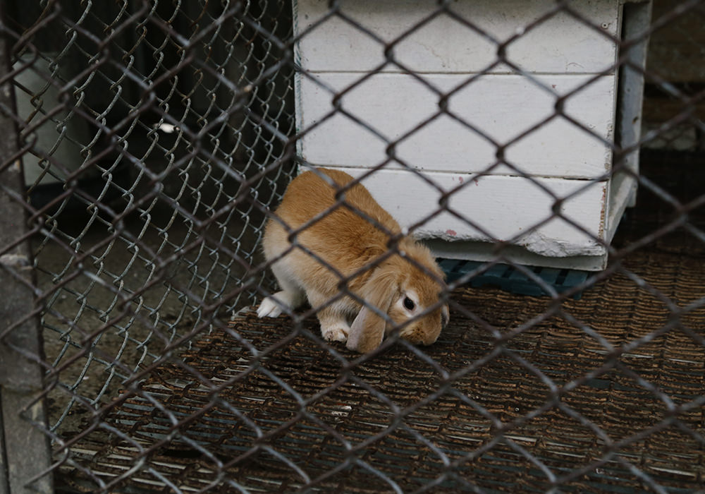 台南新市景點|樹谷農場,餵小動物、騎馬,小孩最愛的恐龍主題景點,銅板價入園 - 第20張圖