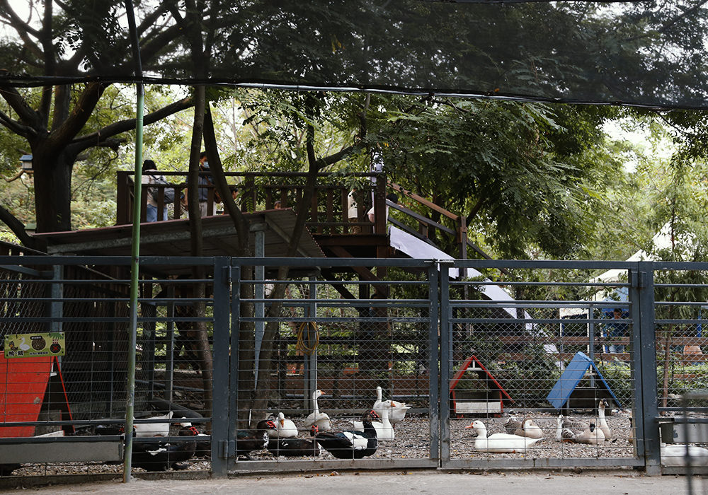 台南新市景點|樹谷農場,餵小動物、騎馬,小孩最愛的恐龍主題景點,銅板價入園 - 第18張圖