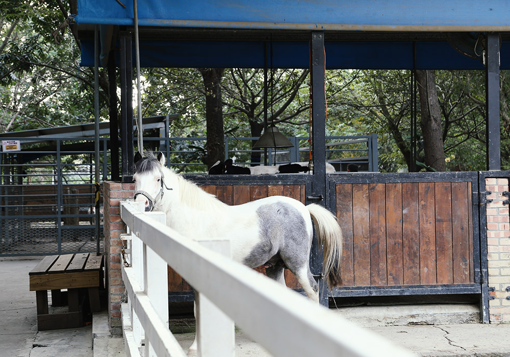 台南新市景點|樹谷農場,餵小動物、騎馬,小孩最愛的恐龍主題景點,銅板價入園 - 第30張圖